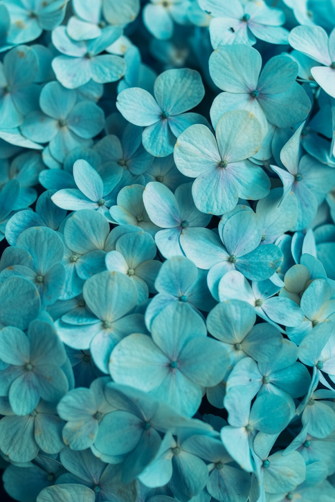 Flores de color violeta