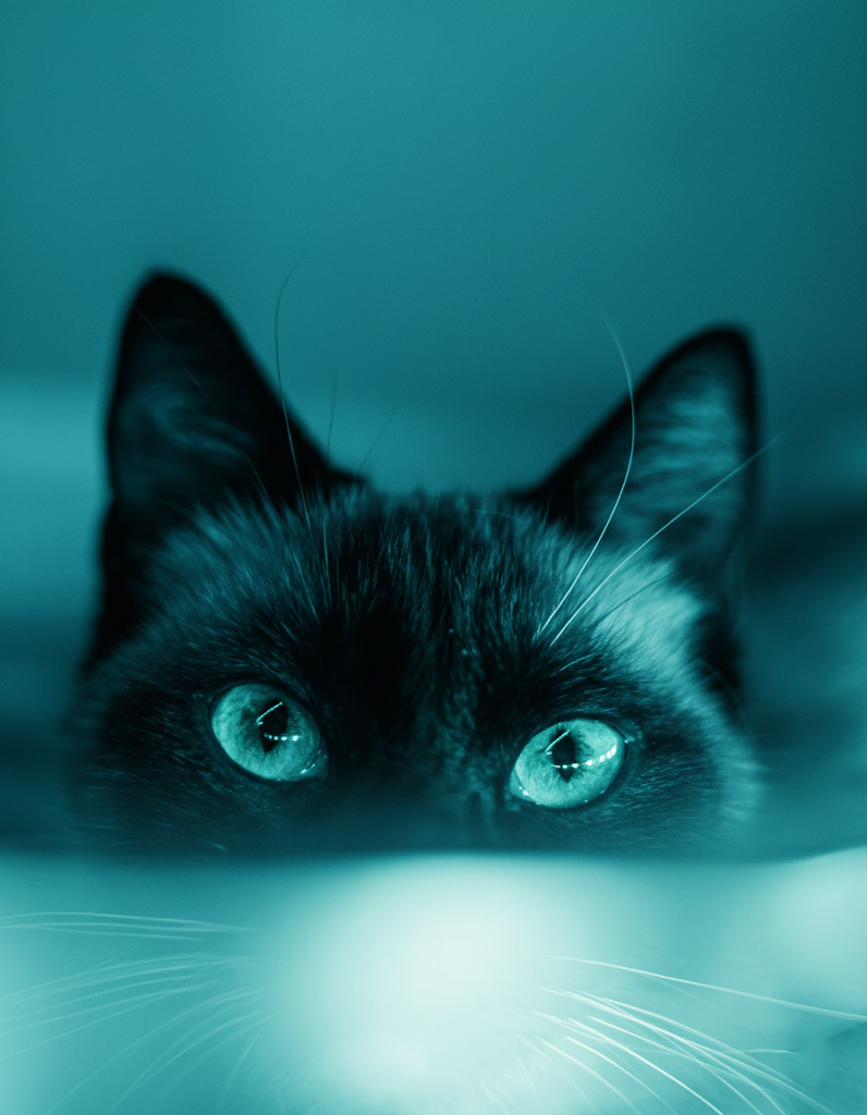 Gato negro con luz violeta